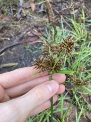 Cyperus congestus