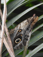 Caligo telamonius memnon