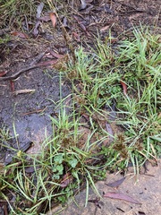 Cyperus congestus