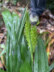 Carex harlandii