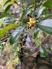 Eustigma oblongifolium