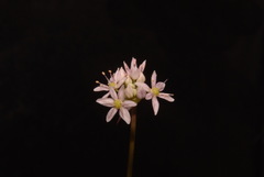 Allium speculae