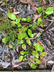 Grevillea laurifolia