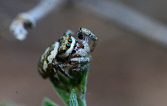 Pelegrina pervaga