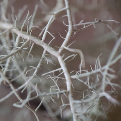 Usnea cornuta