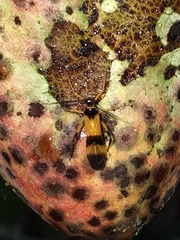 Monalonion dissimulatum