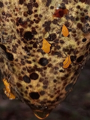 Monalonion dissimulatum