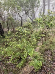 Persoonia mollis