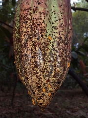 Monalonion dissimulatum