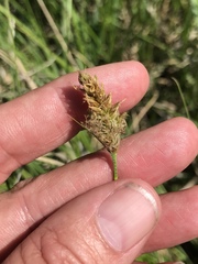 Carex sartwellii
