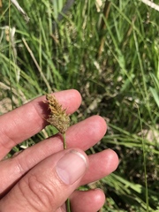Carex sartwellii