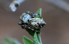 Pelegrina pervaga
