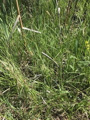 Carex sartwellii