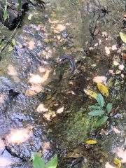 Stegonotus australis