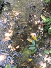 Stegonotus australis