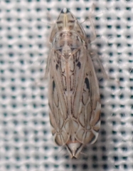 Flexamia