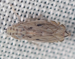 Flexamia