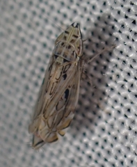 Flexamia