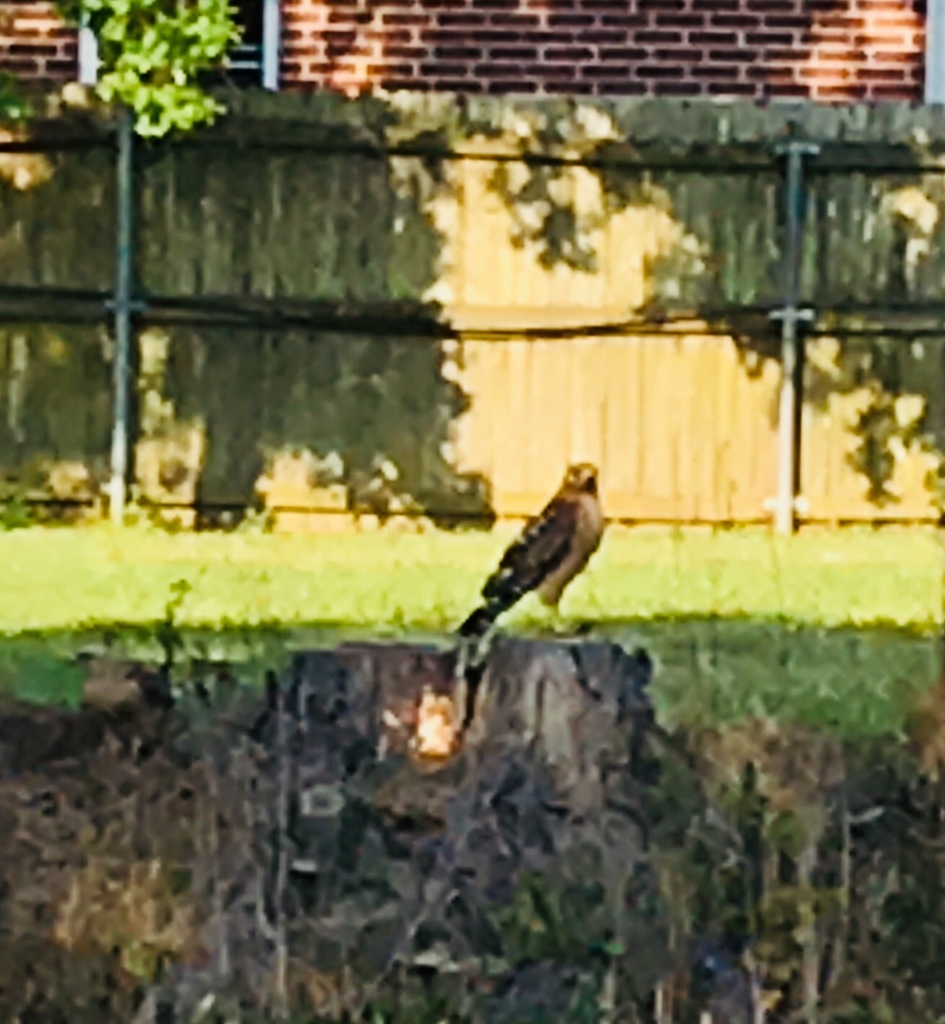 Red-shouldered Hawk from 5428–5478 Central Pkwy, Lake Charles, LA, US ...