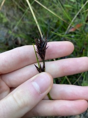 Schoenus villosus