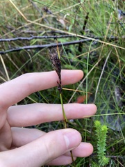 Schoenus villosus