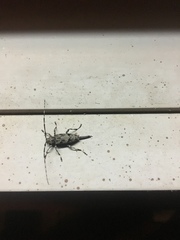 Graphisurus despectus