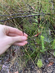 Schoenus villosus
