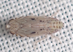 Flexamia