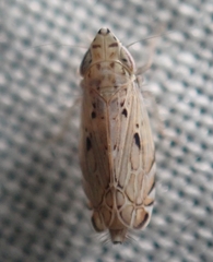 Flexamia