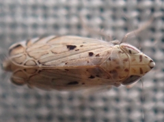 Flexamia