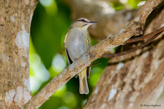 Vireo altiloquus