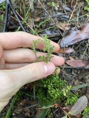 Xanthosia stellata