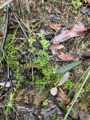 Xanthosia stellata
