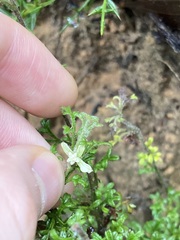 Xanthosia stellata
