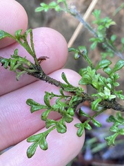 Xanthosia stellata