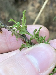 Xanthosia stellata