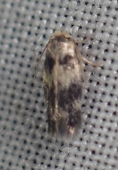 Etainia sericopeza