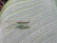 Cephalophlugis cephalotes