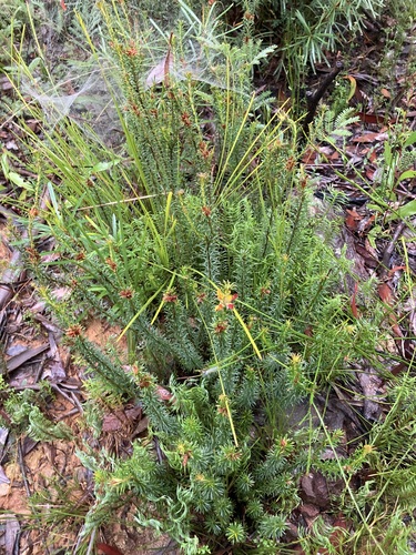 Image of Phyllota squarrosa by (c) Thomas Mesaglio, some rights reserved (CC BY)
