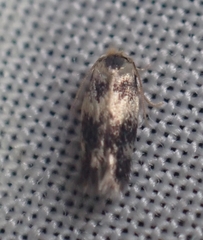 Etainia sericopeza