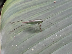 Cephalophlugis cephalotes