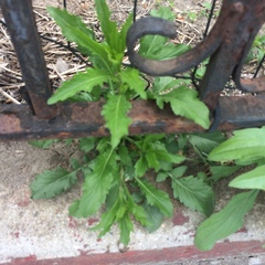 Lepidium virginicum