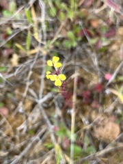 Triphysaria eriantha