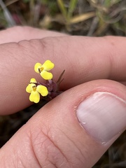 Triphysaria eriantha