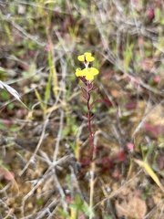 Triphysaria eriantha