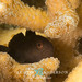 Black Coralgoby - Photo (c) Kristin Anderson, some rights reserved (CC BY-NC), uploaded by Kristin Anderson