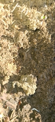 Anochetus