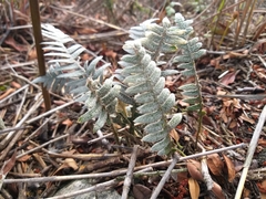 Pleopeltis fimbriata