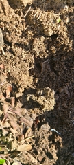 Anochetus