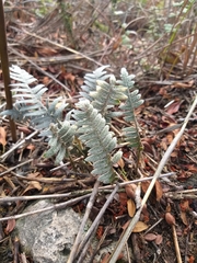 Pleopeltis fimbriata